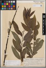Foto von Salix cinerea L. x Salix viminalis L.